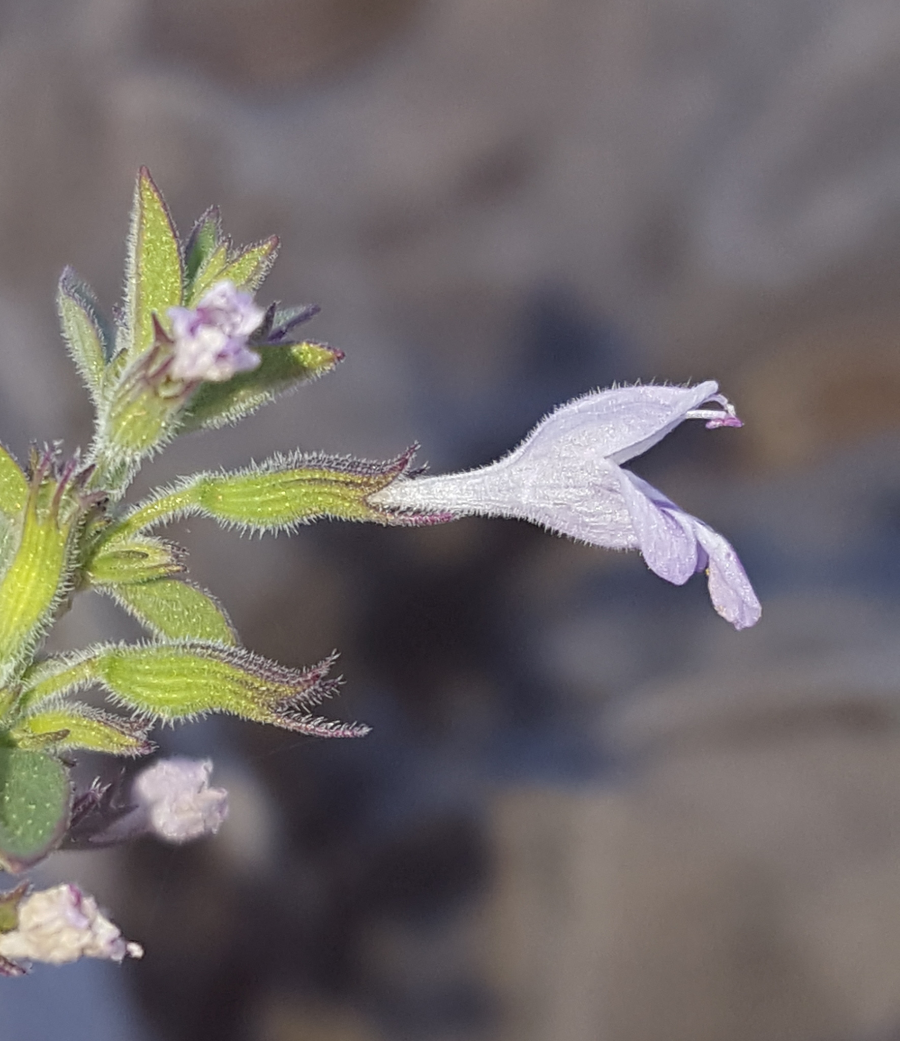 Hedeoma nana
