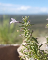 Hedeoma nana