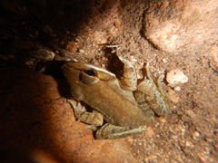 Lithobates maculatus