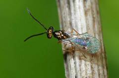 Miscogaster