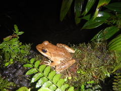 Lithobates maculatus