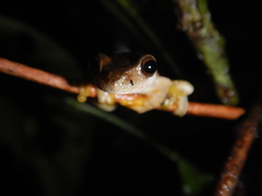 Ptychohyla hypomykter