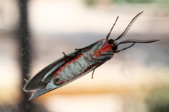 Pygarctia spraguei