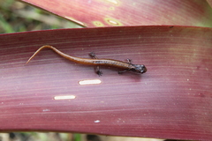 Cryptotriton nasalis