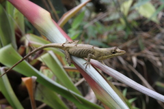 Anolis amplisquamosus