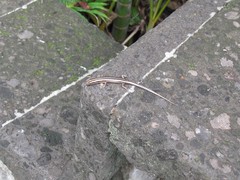 Cryptoblepharus renschi