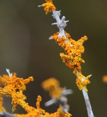Dufourea