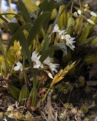 Coelogyne breviscapa