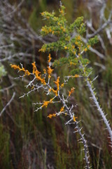 Asparagus mariae