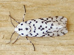 Alpenus investigatorum