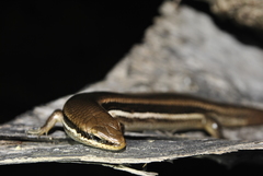 Marisora brachypoda