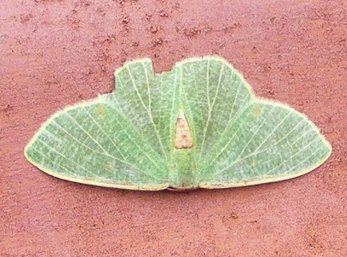 Omphax rhodocera