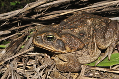 Rhinella horribilis