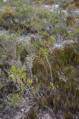 Asparagus mariae
