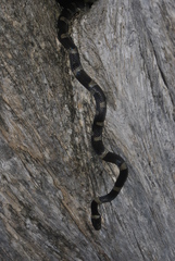 Leptodeira nigrofasciata