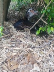 Cairina moschata domestica