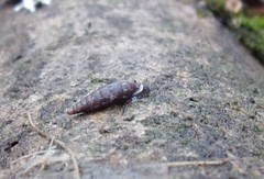 Clausilia