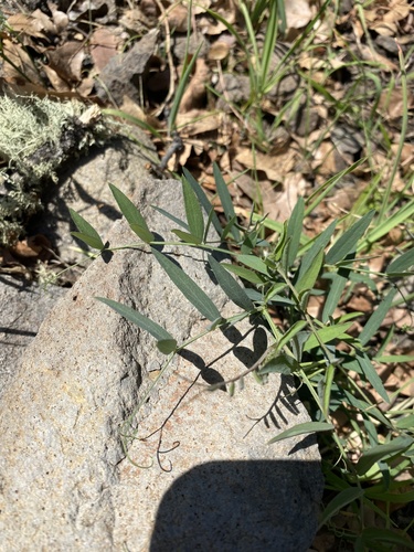 iNaturalist observation photo of Pacific pea