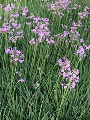 Tulbaghia violacea