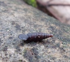 Clausilia