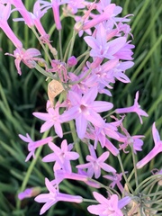 Tulbaghia violacea