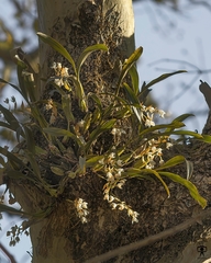 Coelogyne breviscapa