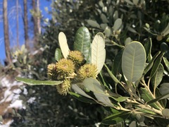 Notholithocarpus densiflorus echinoides