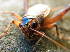 Teleogryllus occipitalis