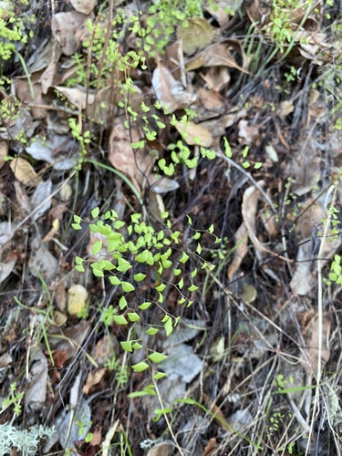 iNaturalist observation photo of California Maidenhair Fern