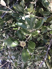 Notholithocarpus densiflorus echinoides