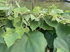 Magnoliopsida