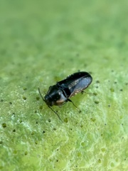 Mastogenius subcyaneus