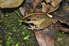 Craugastor aurilegulus