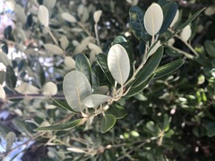 Notholithocarpus densiflorus echinoides