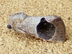 Lepidoptera