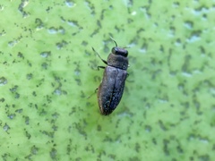 Anthaxia viridifrons