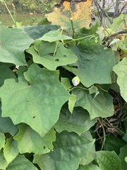 Magnoliopsida