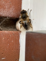 Eristalis tenax