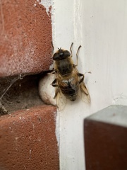 Eristalis tenax