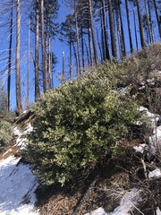 Notholithocarpus densiflorus echinoides