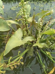 Sagittaria montevidensis