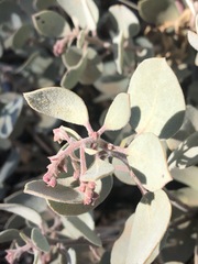 Arctostaphylos malloryi