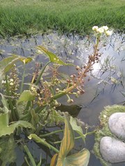 Sagittaria montevidensis