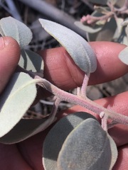 Arctostaphylos malloryi