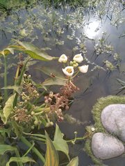 Sagittaria montevidensis