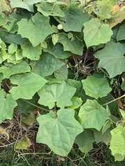 Magnoliopsida