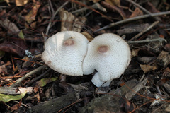 Leucoagaricus mucrocystis
