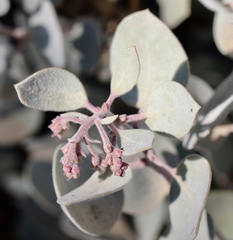 Arctostaphylos malloryi