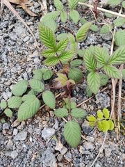 Rubus hirsutus