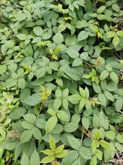 Rubus hirsutus